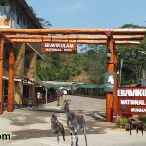 Eravikulam National Park