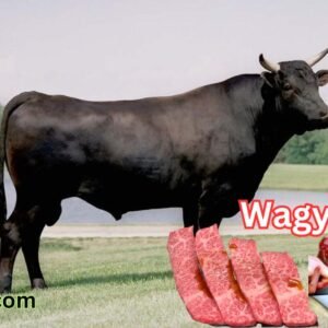 Wagyu beef