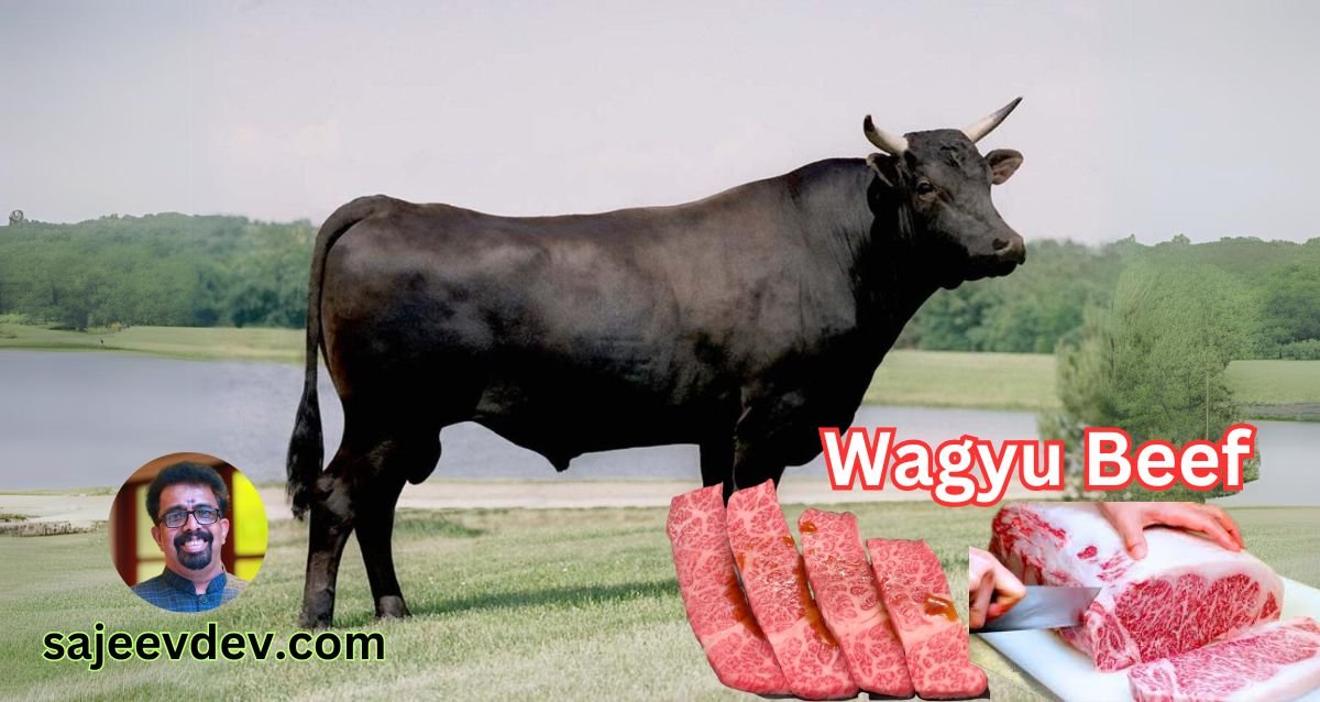 Wagyu beef