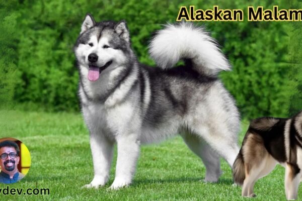 Alaskan Malamute