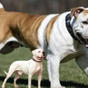 American Bulldog