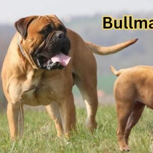 Bullmastiff