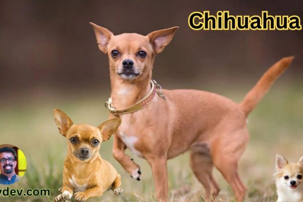 Chihuahua