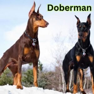 Doberman Pinscher