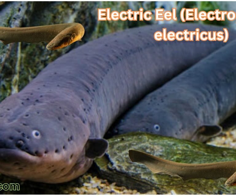 Electric Eel (Electrophorus electricus)