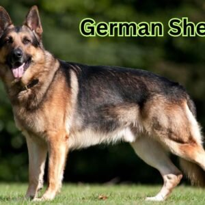 German Shepherd