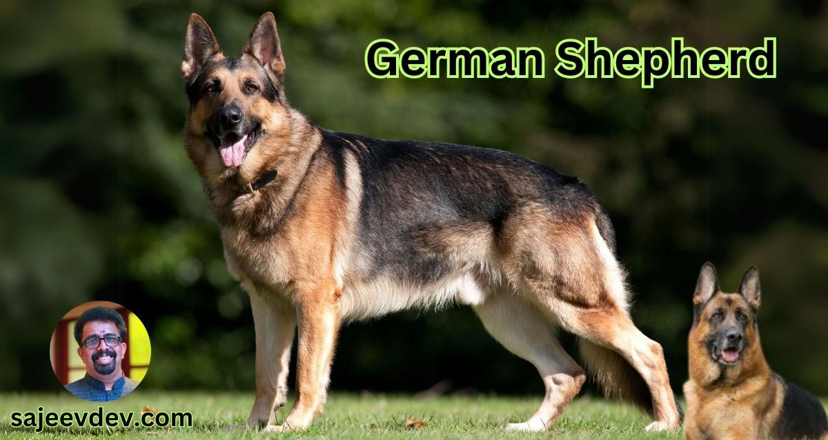 German Shepherd