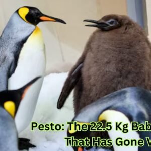 Pesto: The 22.5 Kg Baby Penguin That Has Gone Viral