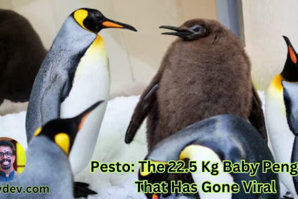 Pesto: The 22.5 Kg Baby Penguin That Has Gone Viral