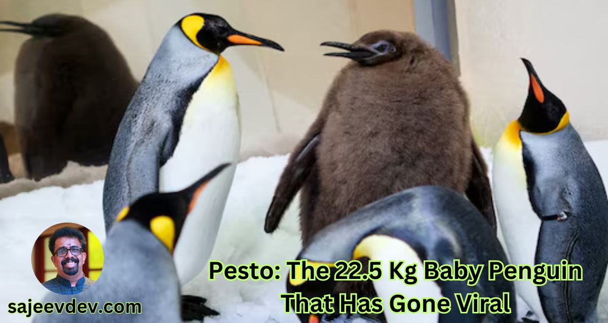 Pesto: The 22.5 Kg Baby Penguin That Has Gone Viral