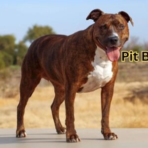 Pit Bull Terrier