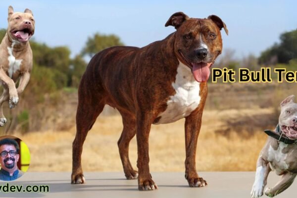 Pit Bull Terrier