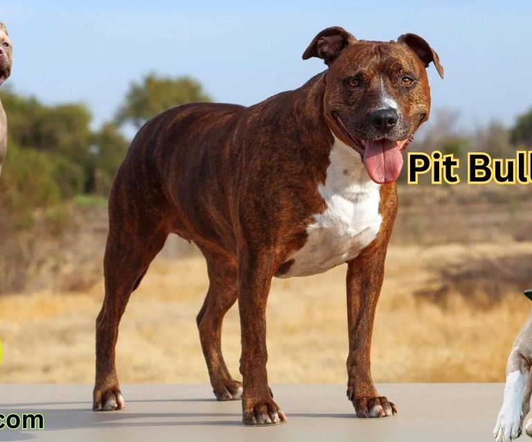 Pit Bull Terrier