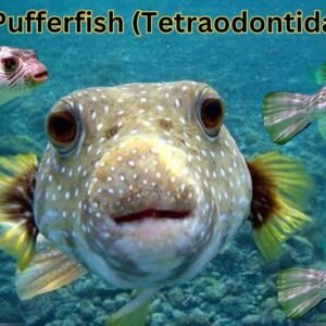 Pufferfish (Tetraodontidae)