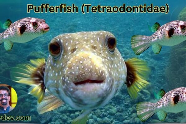 Pufferfish (Tetraodontidae)