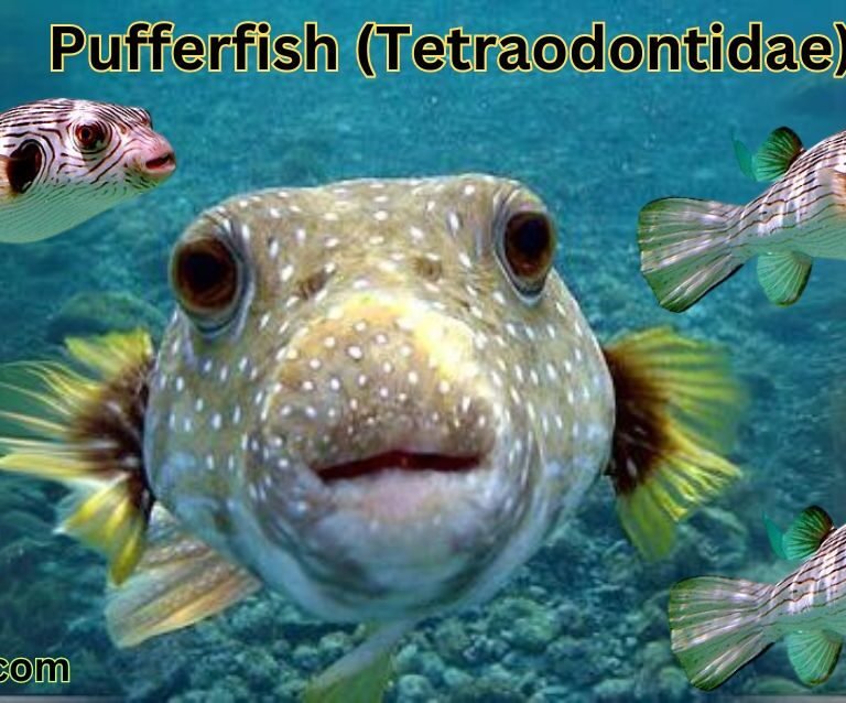 Pufferfish (Tetraodontidae)