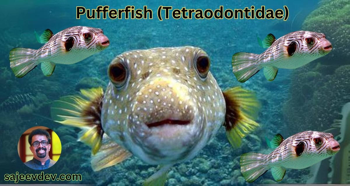 Pufferfish (Tetraodontidae)