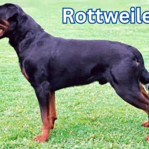 Rottweiler