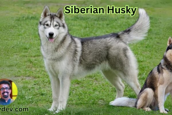 Siberian Husky