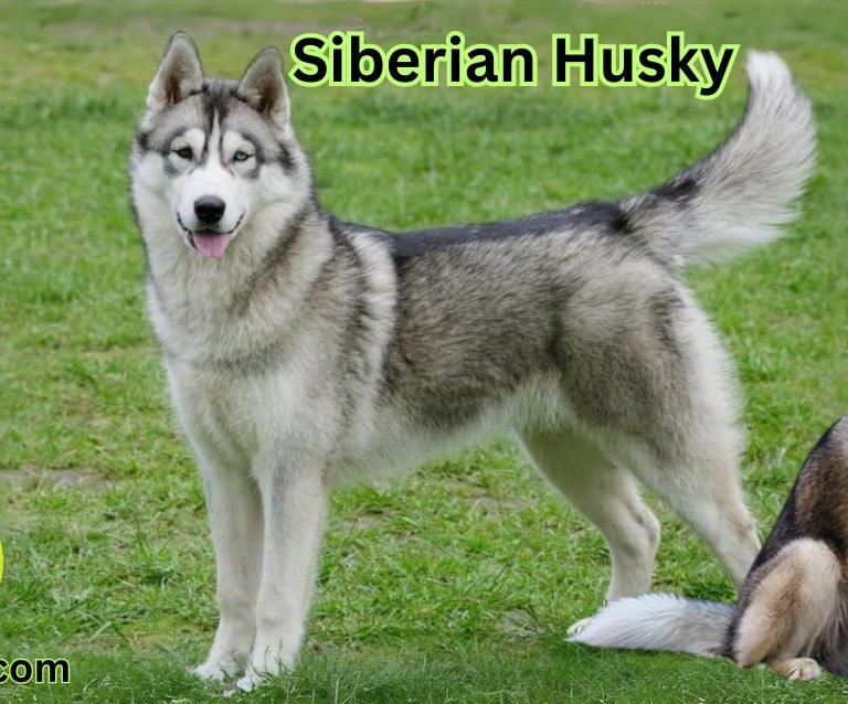 Siberian Husky