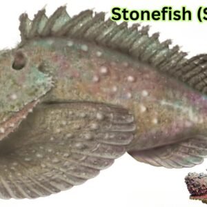 Stonefish (Synanceia)