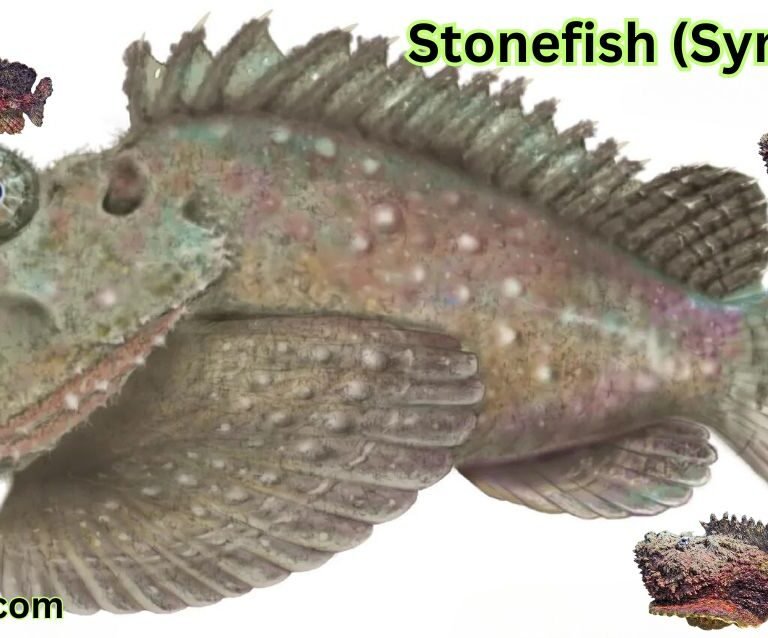 Stonefish (Synanceia)