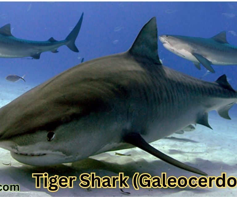 Tiger Shark (Galeocerdo cuvier)