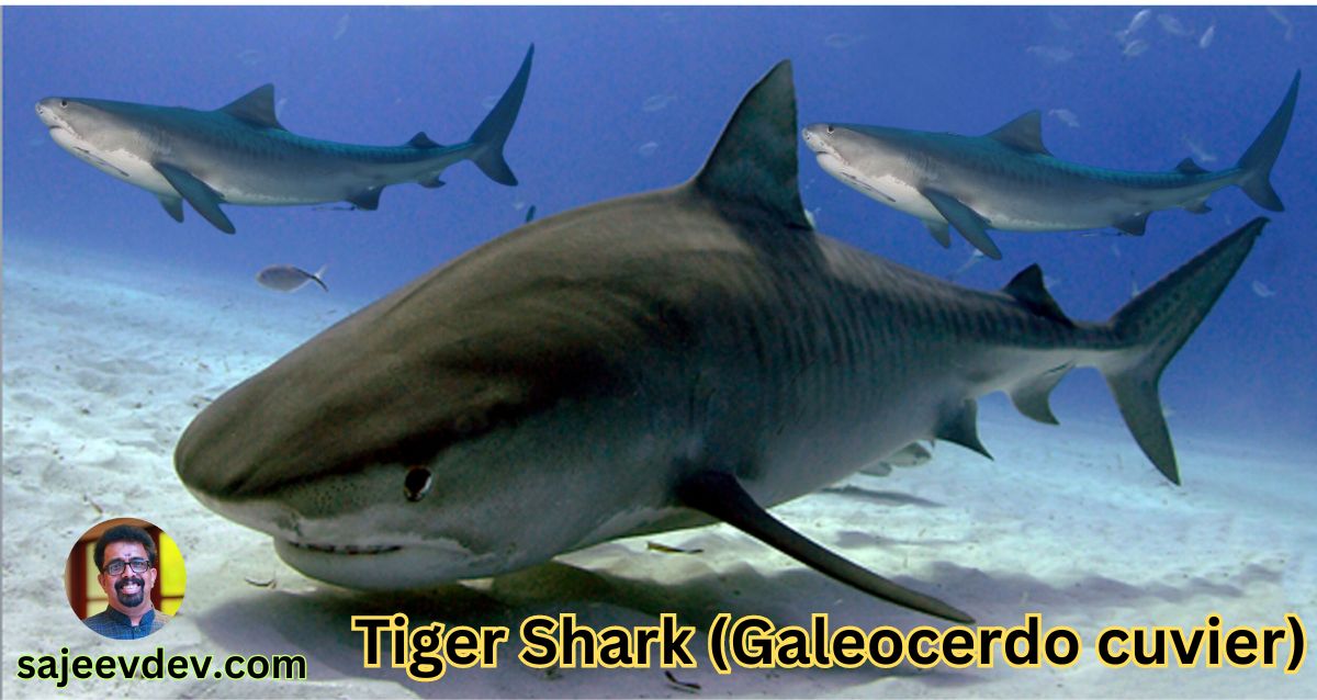 Tiger Shark (Galeocerdo cuvier)