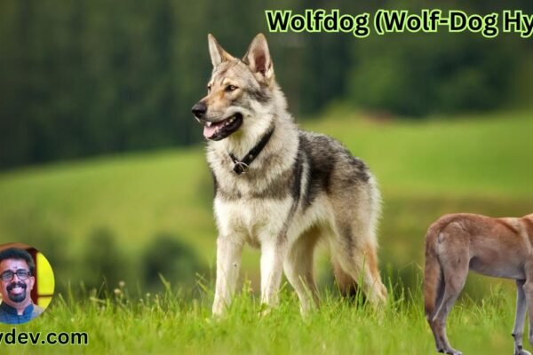 Wolfdog (Wolf-Dog Hybrid)