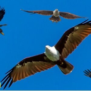 Soaring High: Lessons from the Eagle on Strength, Freedom, and Vision