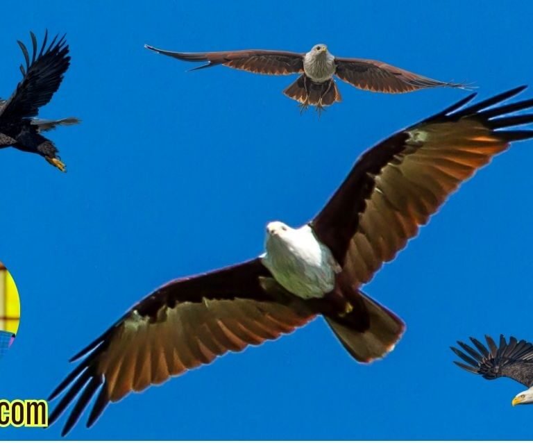 Soaring High: Lessons from the Eagle on Strength, Freedom, and Vision