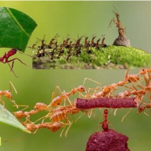 Lessons from the Ant: Embracing Gradualism and Planning for Success