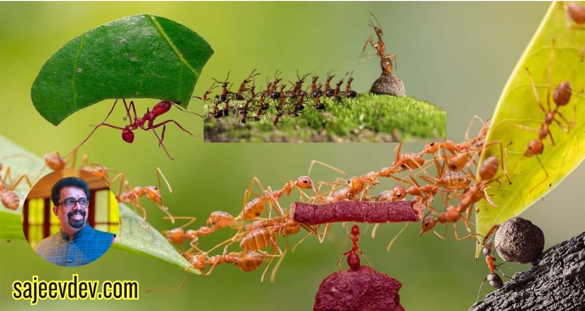 Lessons from the Ant: Embracing Gradualism and Planning for Success