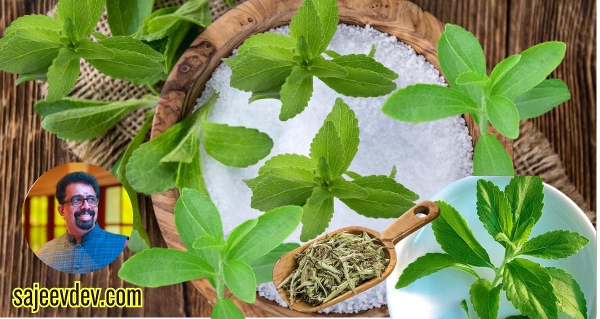 The Sweet Benefits of Stevia Leaves: A Natural Zero-Calorie Sweetener for Your Tea